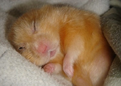 хомяк спит.jpg (58.67 КБ, Просмотров: 159745) хомяк спит.jpg